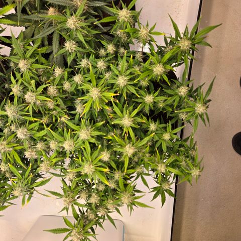 Gorilla Auto Run #1 growlog timeline photo