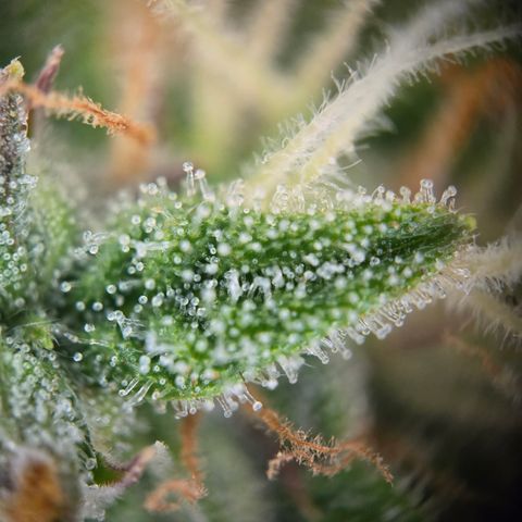 Gorilla Auto Run #1 growlog timeline photo