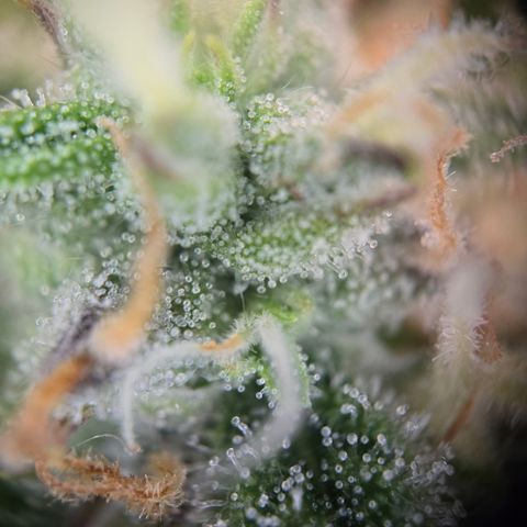 Gorilla Auto Run #1 growlog timeline photo