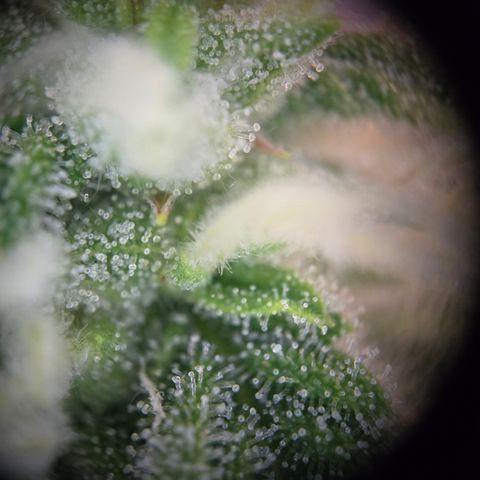 Amnesia Haze Auto Run #1 growlog timeline photo