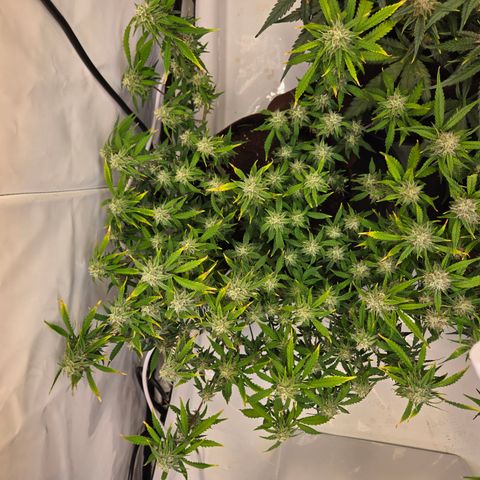 Amnesia Haze Auto Run #1 growlog timeline photo