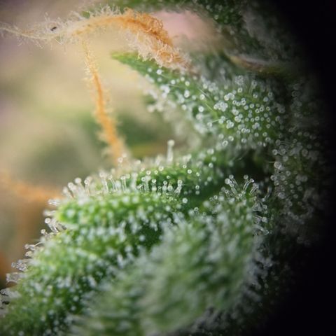 Amnesia Haze Auto Run #1 growlog timeline photo