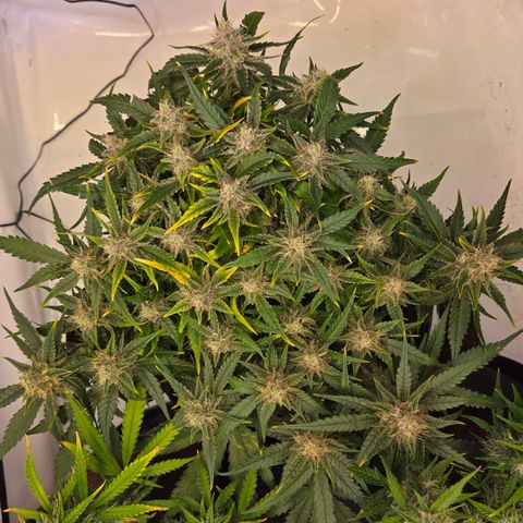 Blue Dream Auto Run #1 growlog timeline photo