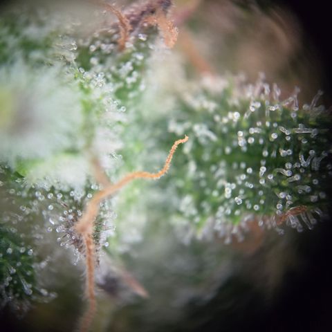 Blue Dream Auto Run #1 growlog timeline photo