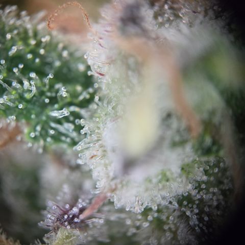 Blue Dream Auto Run #1 growlog timeline photo