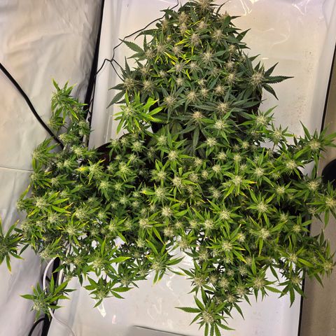 Gorilla Auto Run #1 growlog timeline photo