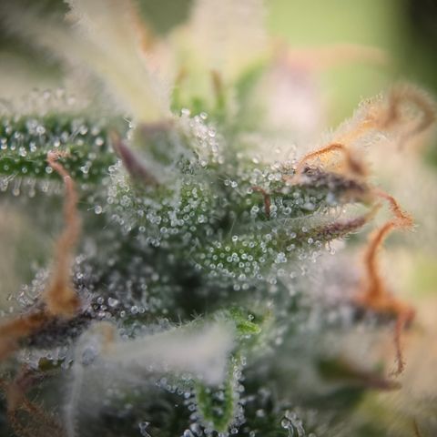 Gorilla Auto Run #1 growlog timeline photo