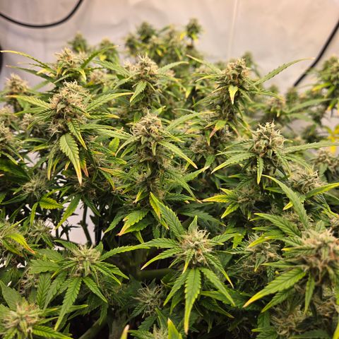 Gorilla Auto Run #1 growlog timeline photo
