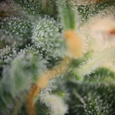 Amnesia Haze Auto Run #1 growlog timeline photo