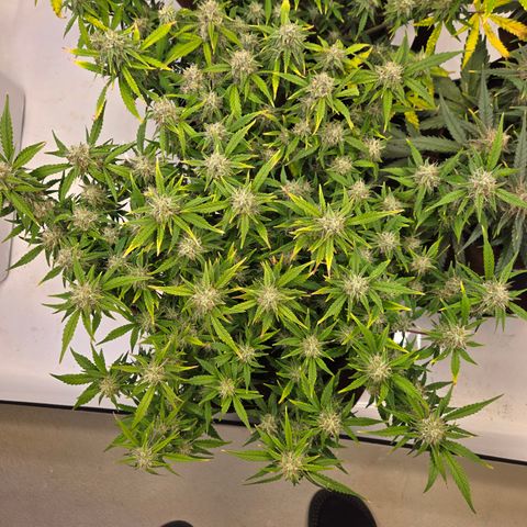 Gorilla Auto Run #1 growlog timeline photo