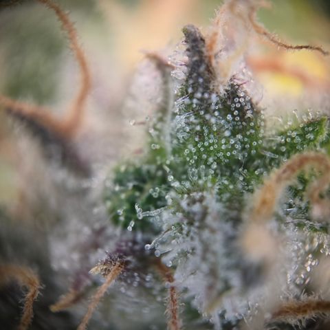 Blue Dream Auto Run #1 growlog timeline photo