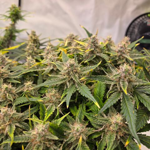 Blue Dream Auto Run #1 growlog timeline photo