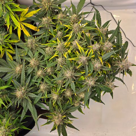 Blue Dream Auto Run #1 growlog timeline photo