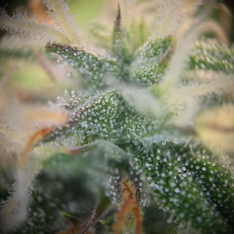 Gorilla Auto Run #1 growlog timeline photo