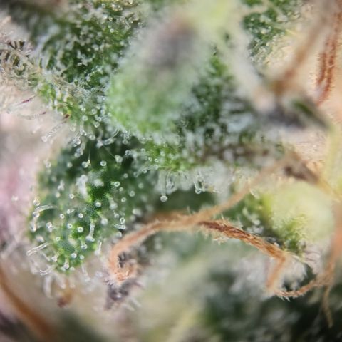 Blue Dream Auto Run #1 growlog timeline photo