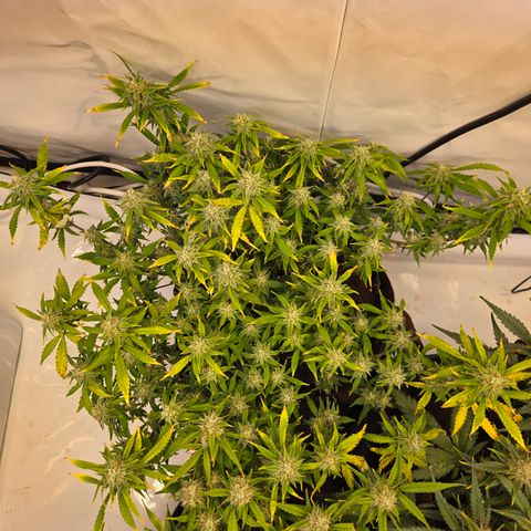 Amnesia Haze Auto Run #1 growlog timeline photo