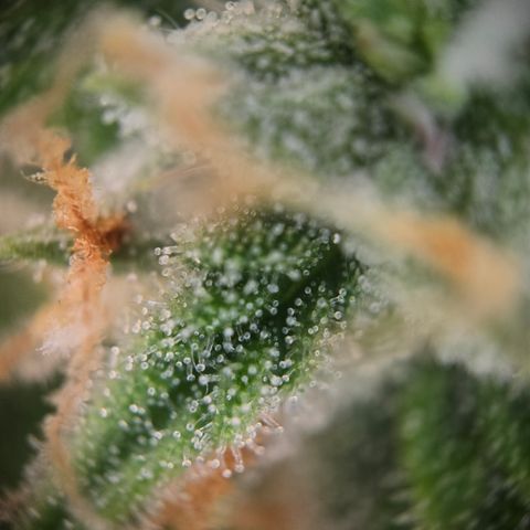 Amnesia Haze Auto Run #1 growlog timeline photo
