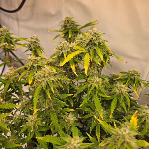 Amnesia Haze Auto Run #1 growlog timeline photo