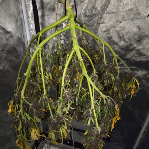 Purple Lemonade Auto Run #1 growlog timeline photo