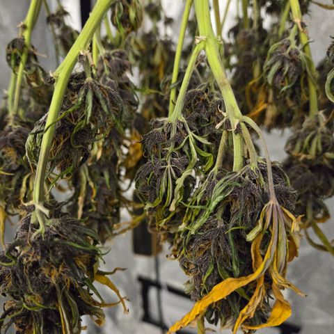 Purple Lemonade Auto Run #1 growlog timeline photo