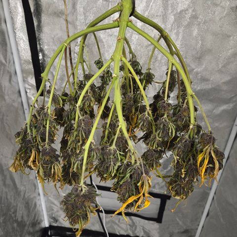 Purple Lemonade Auto Run #1 growlog timeline photo