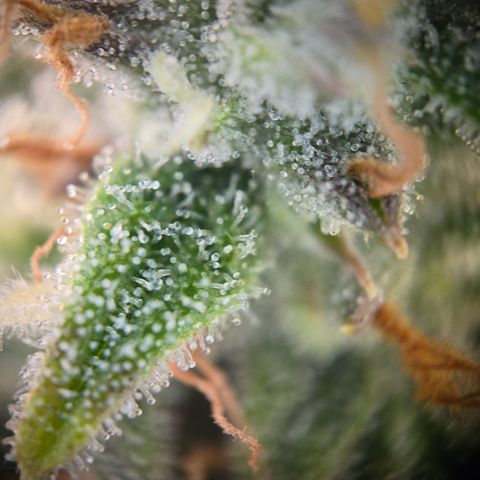 Gorilla Auto Run #1 growlog timeline photo