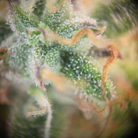 Gorilla Auto Run #1 growlog timeline photo