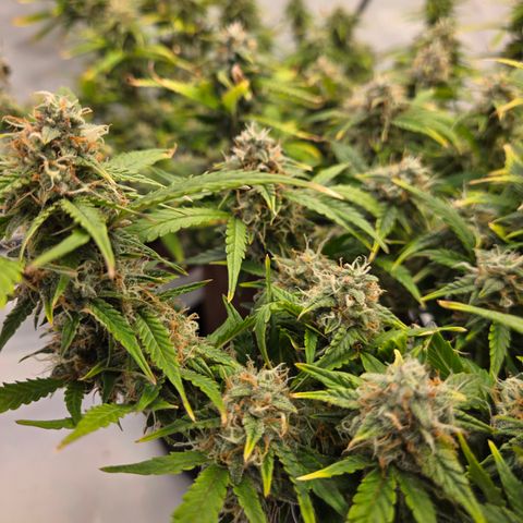 Gorilla Auto Run #1 growlog timeline photo