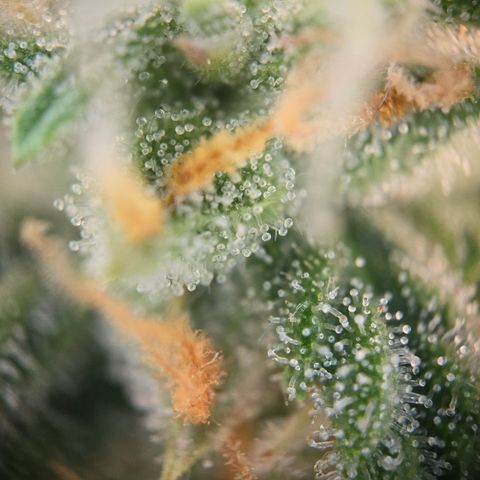 Amnesia Haze Auto Run #1 growlog timeline photo