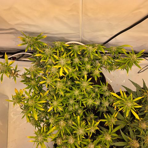 Amnesia Haze Auto Run #1 growlog timeline photo
