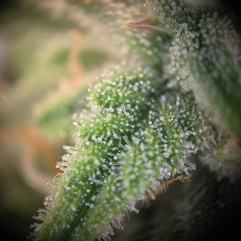 Amnesia Haze Auto Run #1 growlog timeline photo