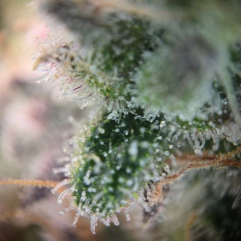Blue Dream Auto Run #1 growlog timeline photo