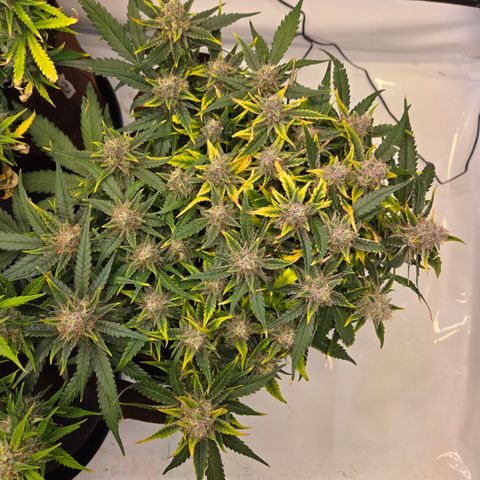 Blue Dream Auto Run #1 growlog timeline photo