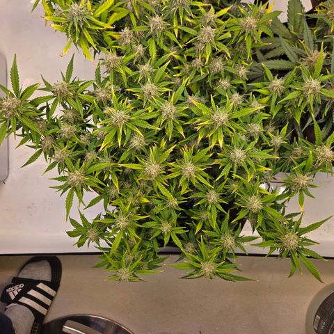 Gorilla Auto Run #1 growlog timeline photo