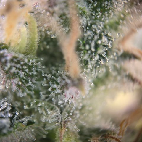 Blue Dream Auto Run #1 growlog timeline photo