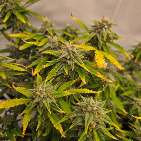 Amnesia Haze Auto Run #1 growlog timeline photo