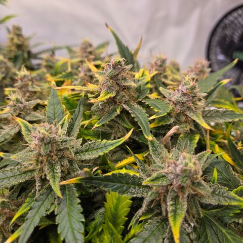 Blue Dream Auto Run #1 growlog timeline photo