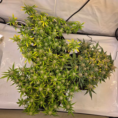 Gorilla Auto Run #1 growlog timeline photo