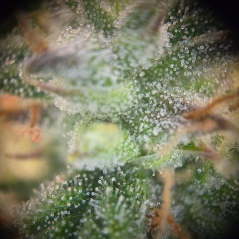 Gorilla Auto Run #1 growlog timeline photo