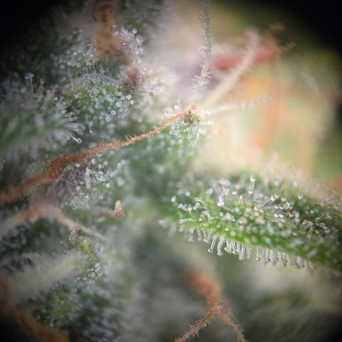 Gorilla Auto Run #1 growlog timeline photo