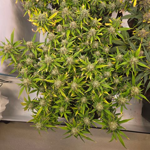 Gorilla Auto Run #1 growlog timeline photo