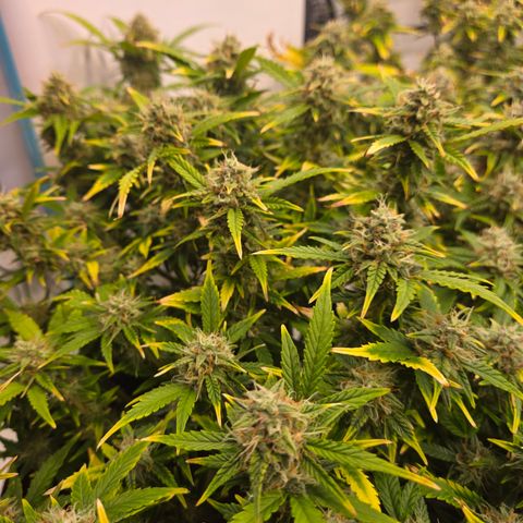 Gorilla Auto Run #1 growlog timeline photo