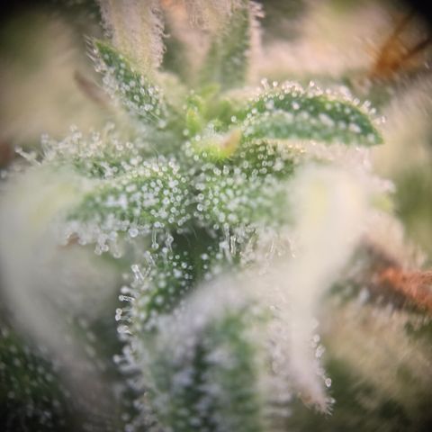 Amnesia Haze Auto Run #1 growlog timeline photo