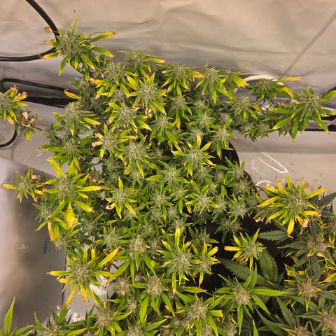 Amnesia Haze Auto Run #1 growlog timeline photo