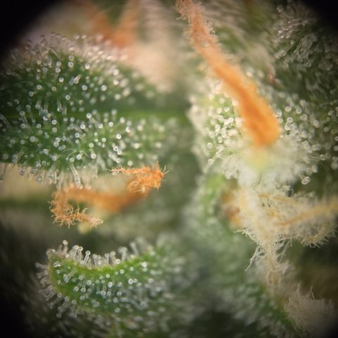 Amnesia Haze Auto Run #1 growlog timeline photo