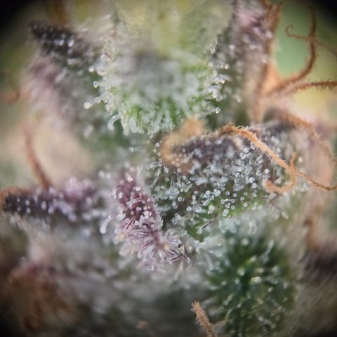 Blue Dream Auto Run #1 growlog timeline photo