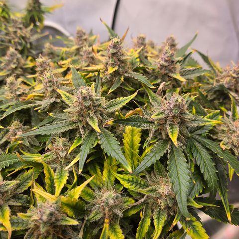 Blue Dream Auto Run #1 growlog timeline photo