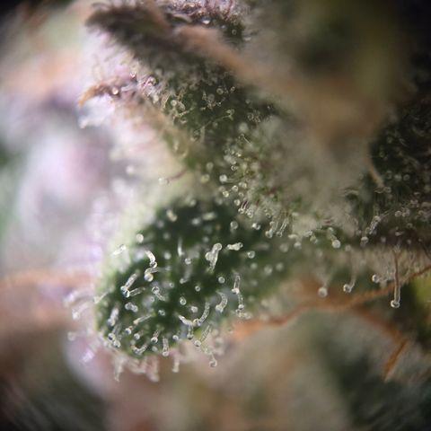 Blue Dream Auto Run #1 growlog timeline photo