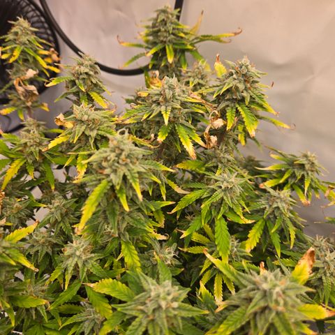 Amnesia Haze Auto Run #1 growlog timeline photo