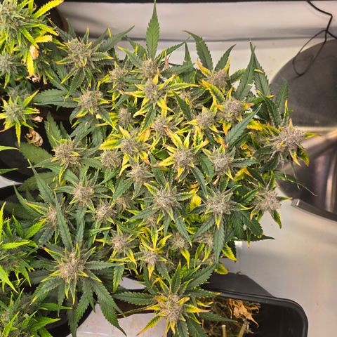 Blue Dream Auto Run #1 growlog timeline photo